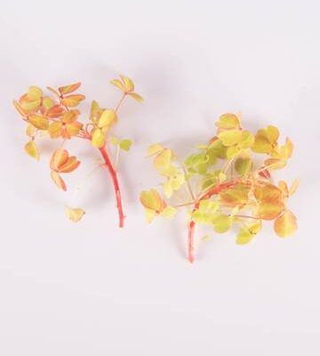 Rainbow Lucky Sorrel