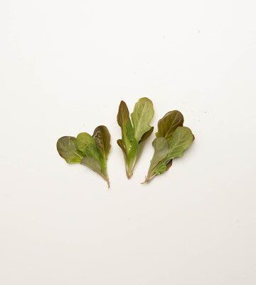 Red Oak Lettuce