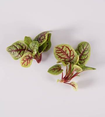 Red Ribbon Sorrel