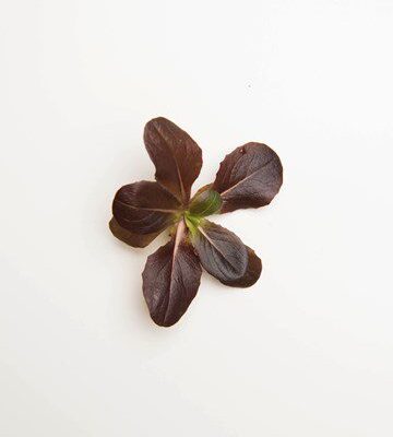Red Lettuce Rosettes