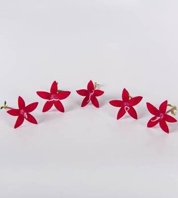 Red Velvet Egyptian Starflower