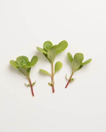Purslane