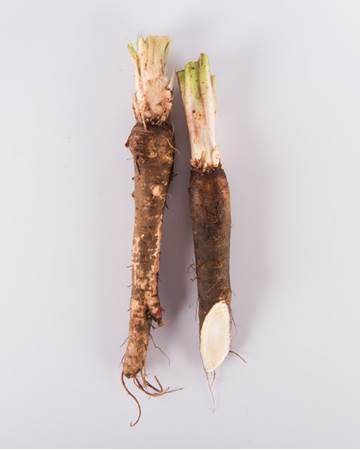 Salsify