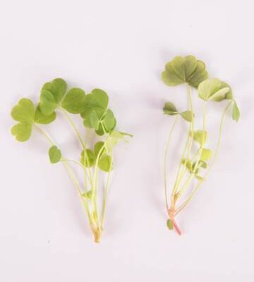 Lucky Sorrel with Blooms