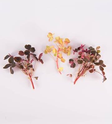 Mixed Lucky Sorrel Leaves