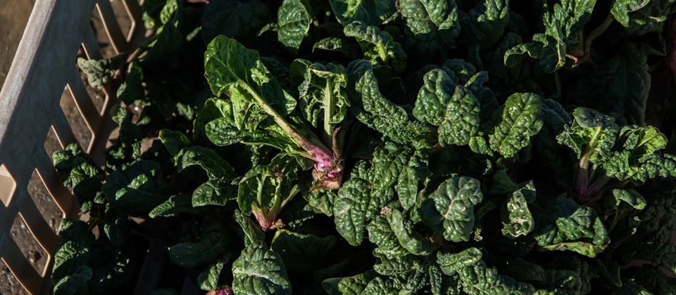 Spinach Season: It’s Time to Look for Farmer Lee in the Fields