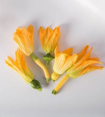 Squash with Bloom