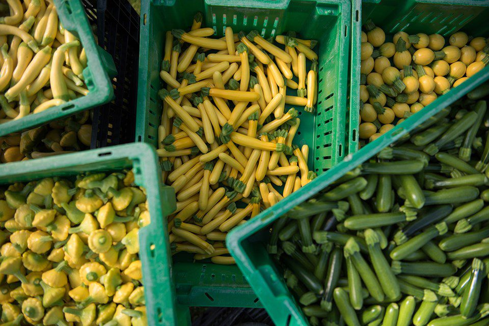 Summer Squash: Thinking Outside of the Basket