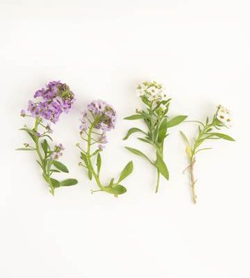 Mixed Sweet Alyssum