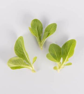 Sweet Romaine Lettuce