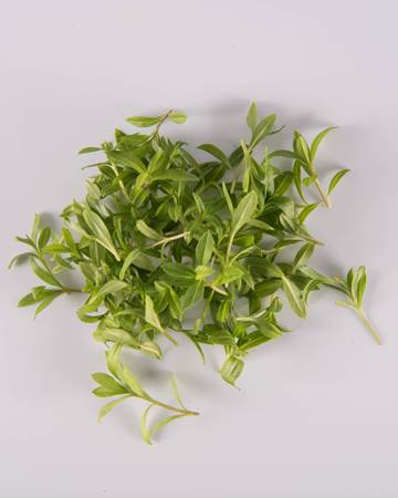 Tarragon