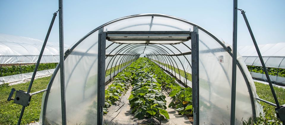 Farmer Lee Jones: Top Ten Summer Crops