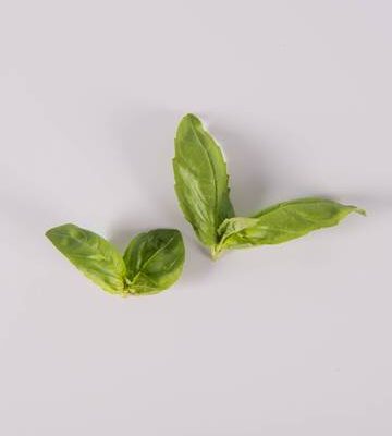 Traditional Basil