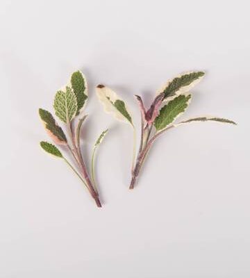 Tri Color Sage
