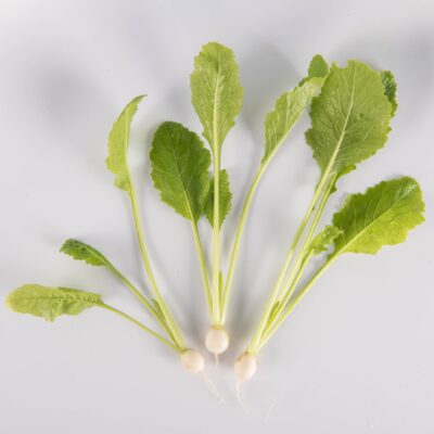 Petite White Turnip