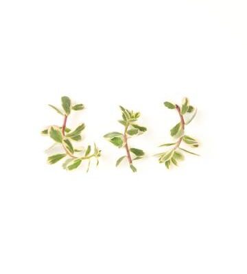 Variegated Purslane