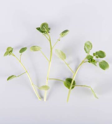 Watercress