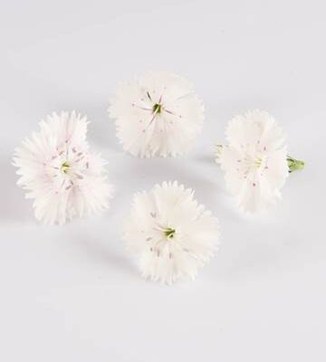 Westminster Abbey Dianthus