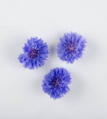 Blue Bachelor Buttons