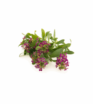 Deep Rose Sweet Alyssum