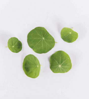 Traditional Nasturtium Leaves