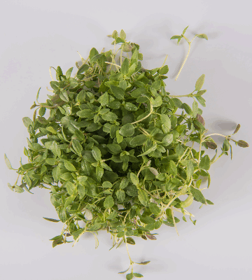 Thyme