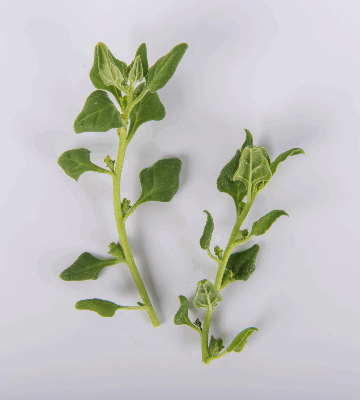 New Zealand Spinach