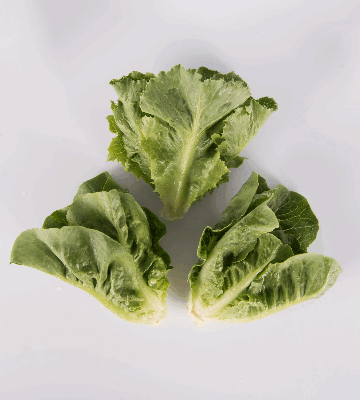 Green Romaine Lettuce