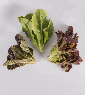 Mixed Lettuce
