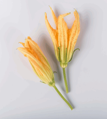 Squash Blossoms