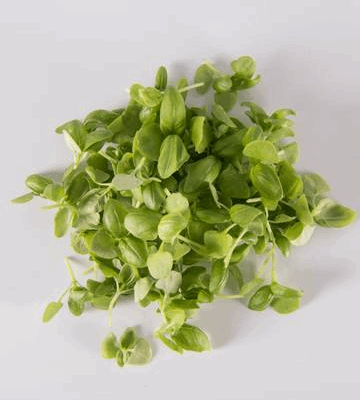 Green Basil