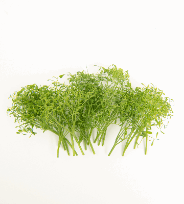 Parsley Pea Tendrils