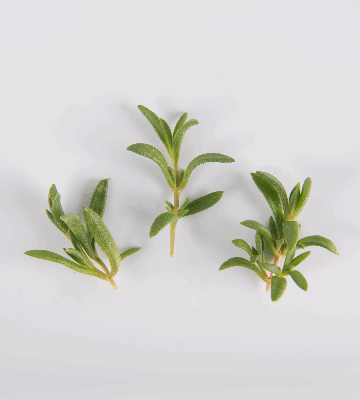 Petite Daggered Crystal Lettuce