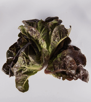 Red Romaine Lettuce
