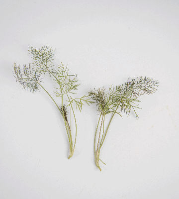 Bronze Fennel