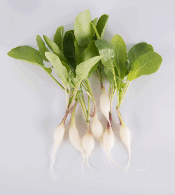 Petite Daikon Radish