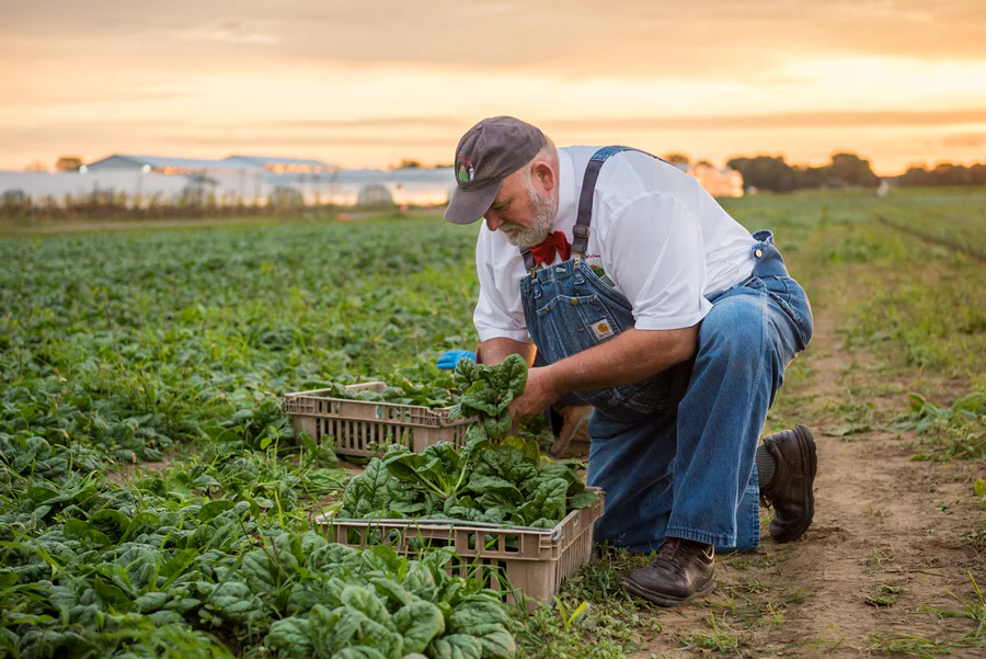 Understanding Regenerative Agriculture’s Impact on Vegetables