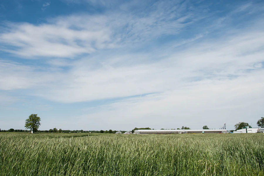 What are Cover Crops and How Do They Work?