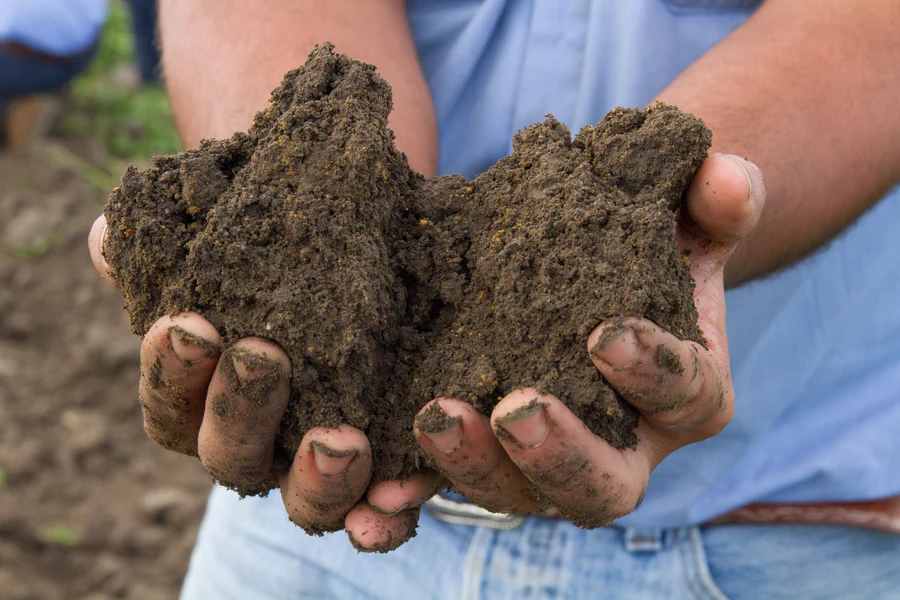 What is Loamy Soil—and Why Is it Important?