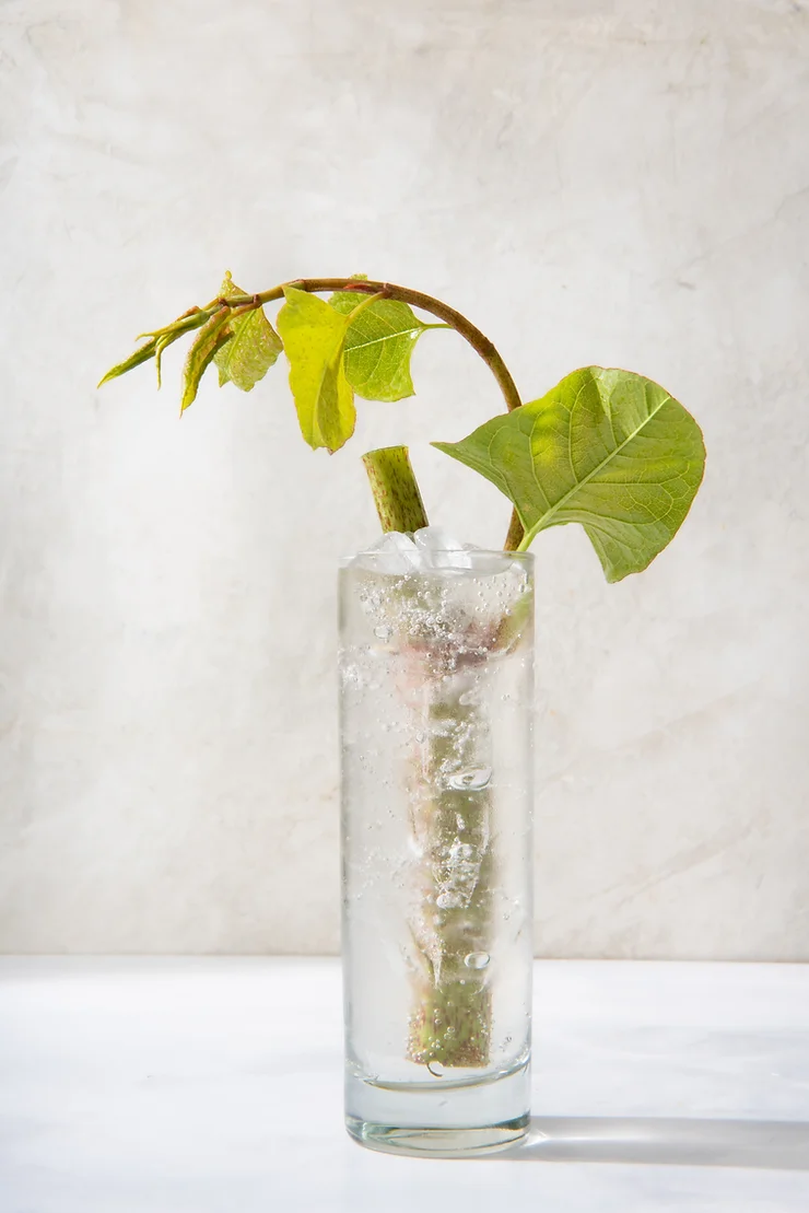 Embracing the Season: Exploring Knotweed’s Culinary Potential